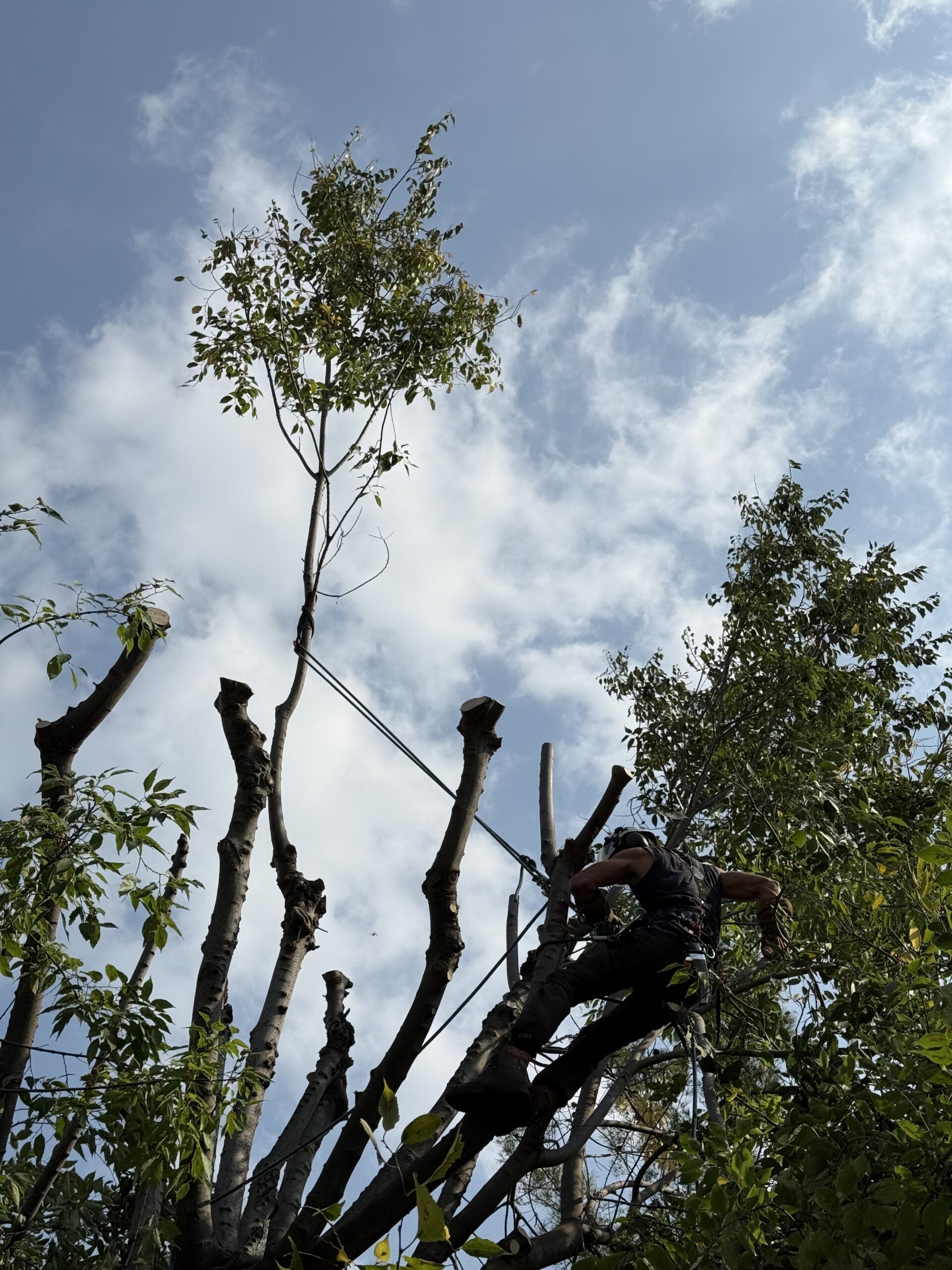 Taille et élagage d'arbres en hauteur, intervention sécurisé par un professionnel de l'entretien paysager.